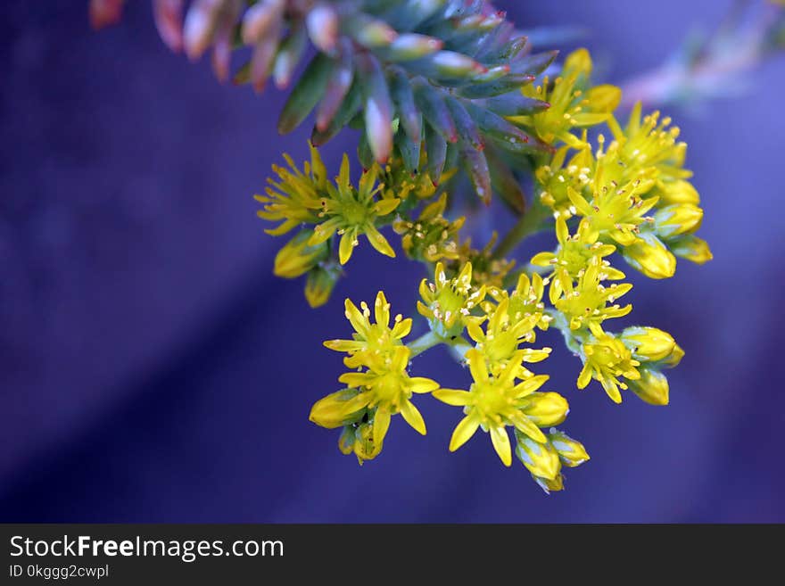 Yellow Succulent Flowers Selective-focus Photography