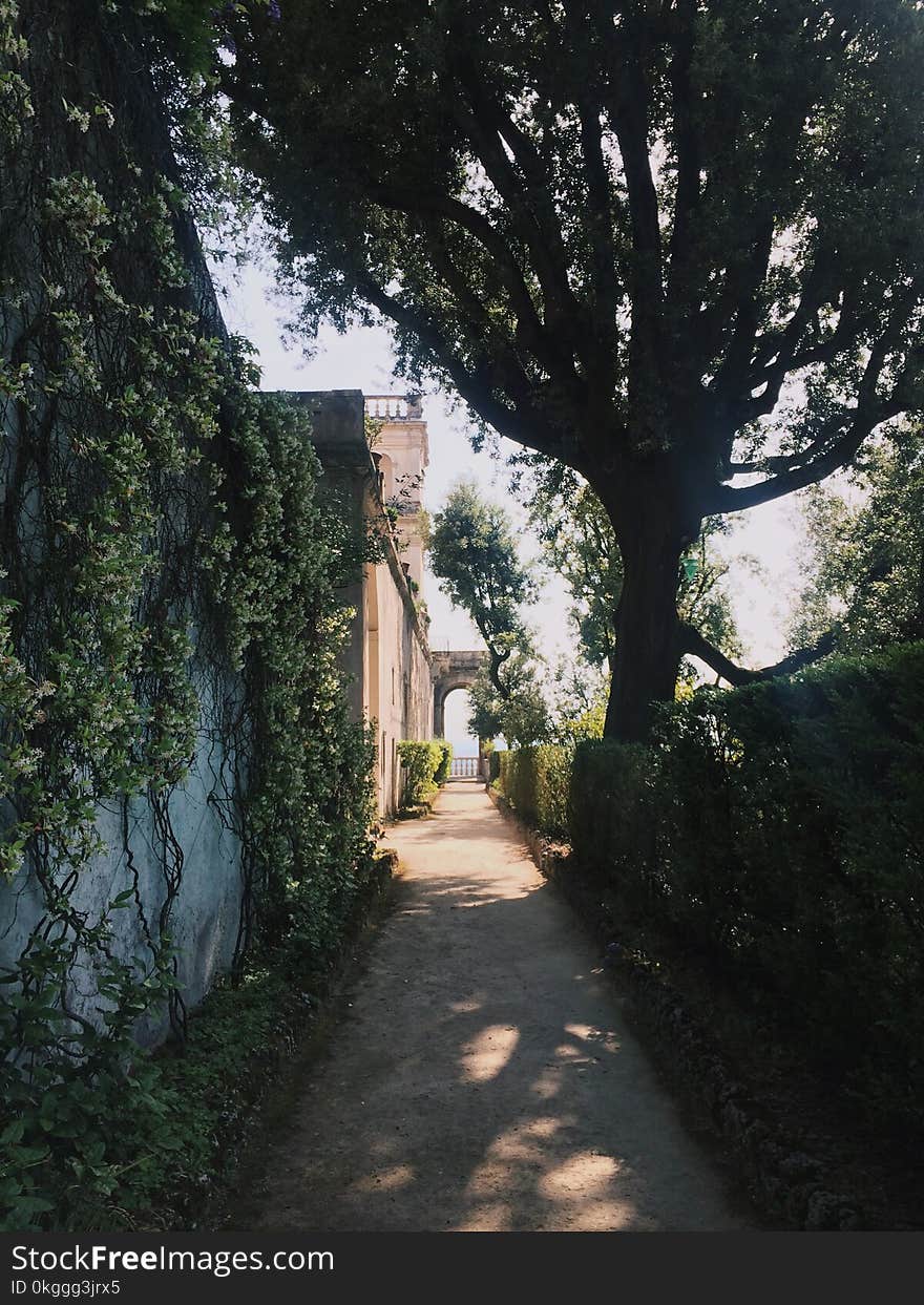 Photo of Pathway Beside Tree and Wall