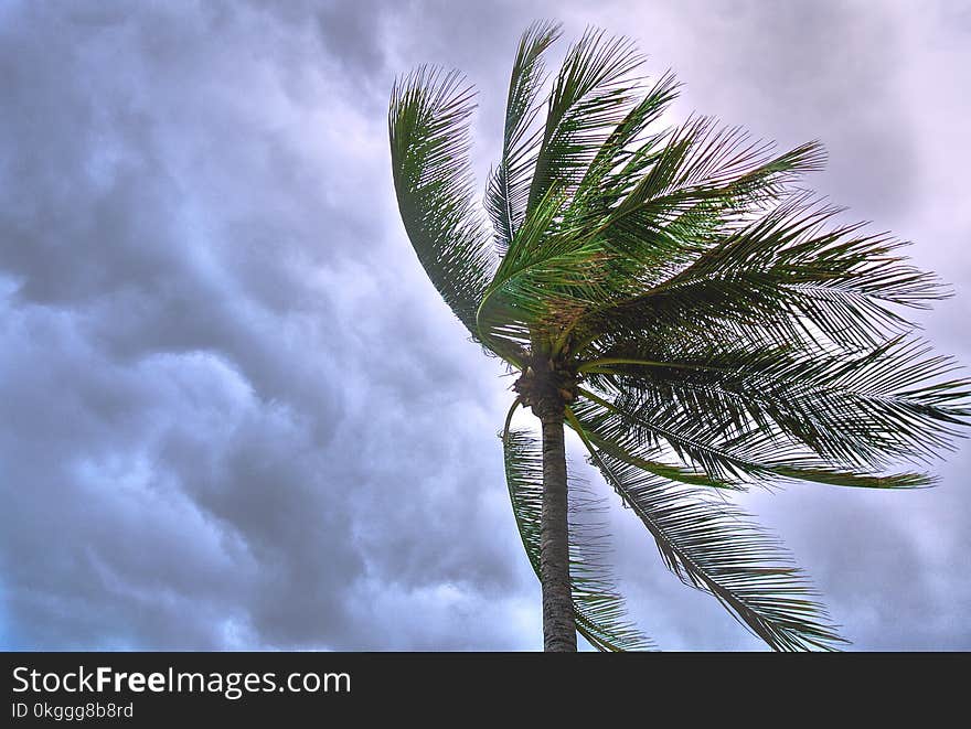 Close Up Photo of Coconut Tree