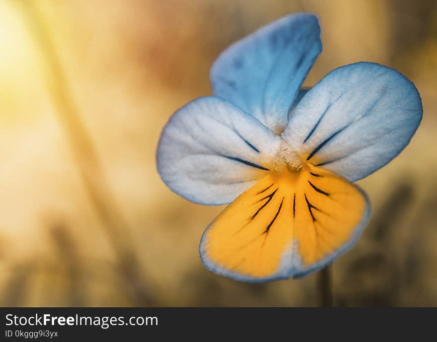 Closeup Photography of Blue and Yellow Pansy Flower