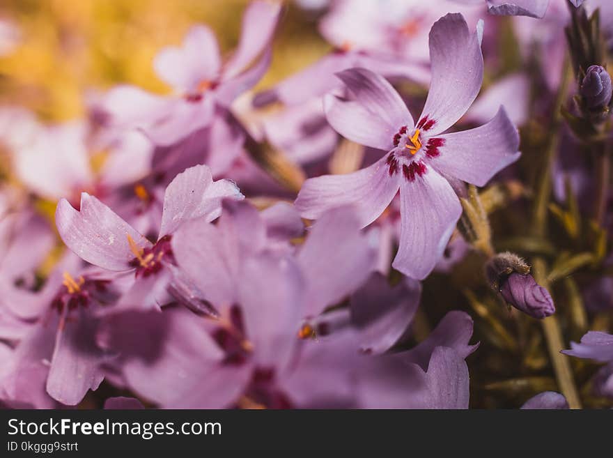 Closeup Photography of Pink Phlox Flowers