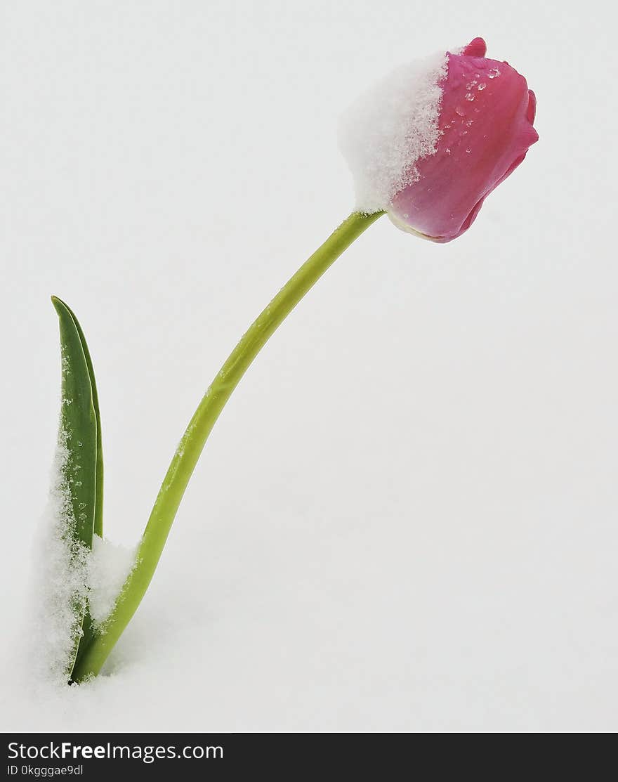 Photo of Red Tulip Flower on Snow