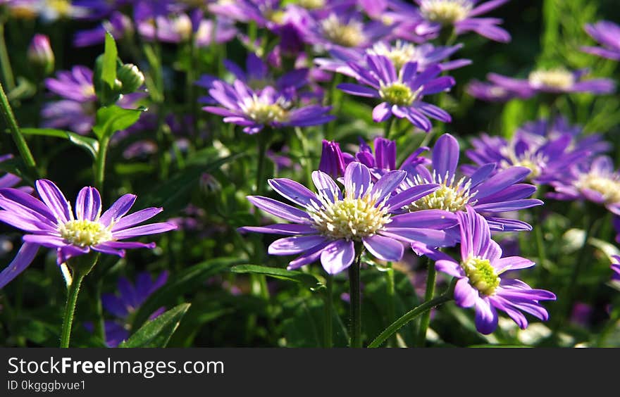 Purple Flower Field