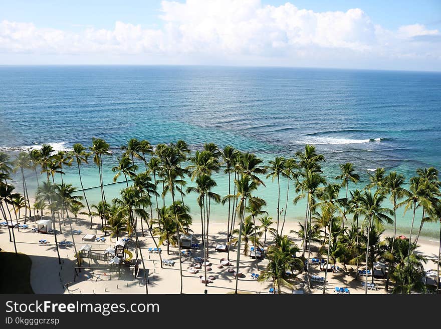 Green Palm Trees Near Body of Water