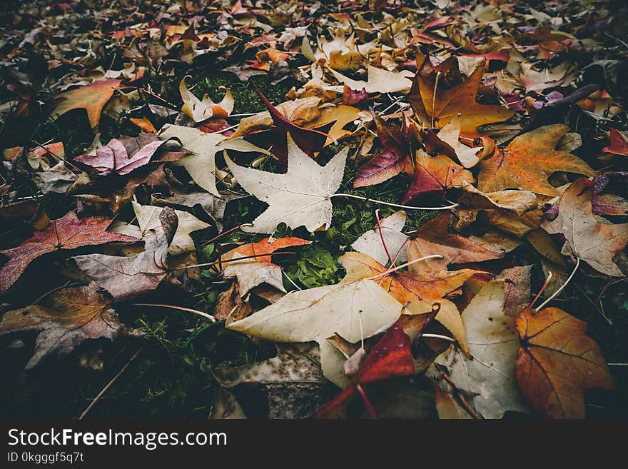 Withered Leaves on the Ground