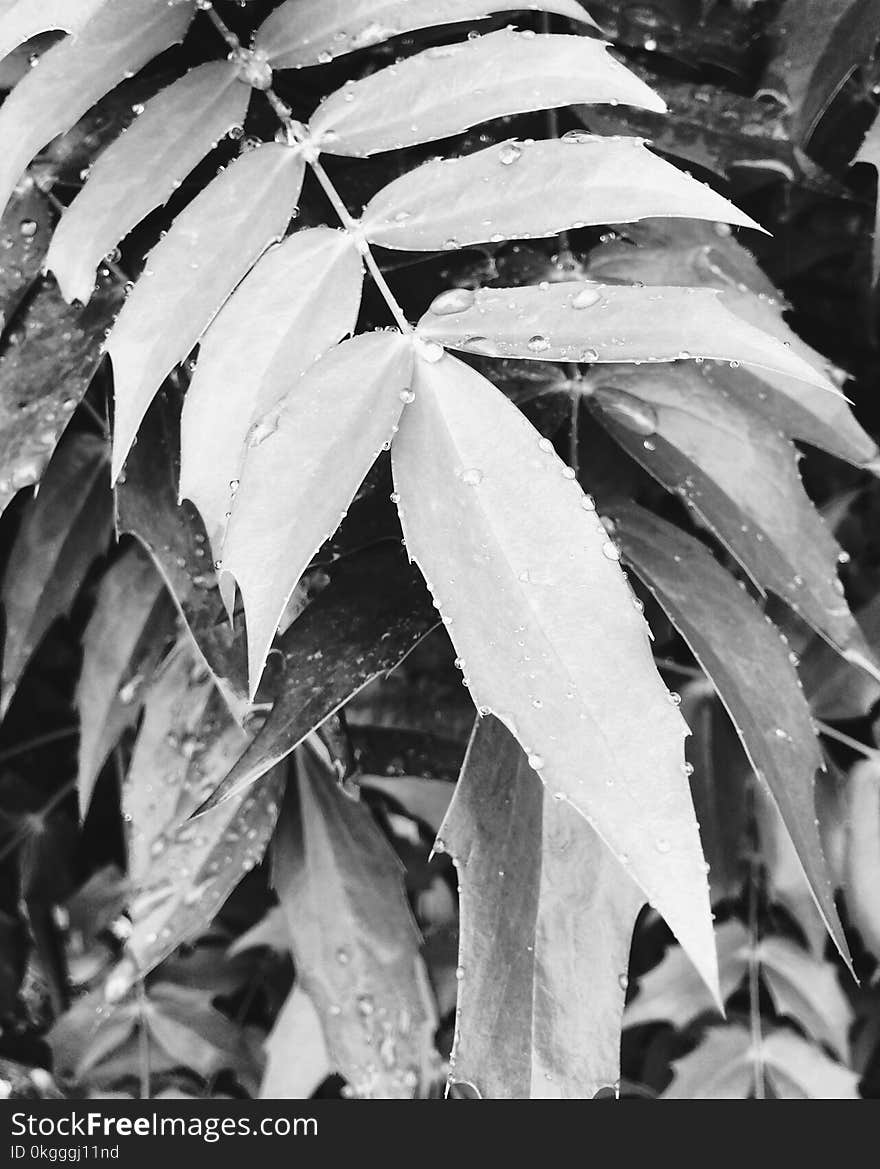 Linear Leaf Plants