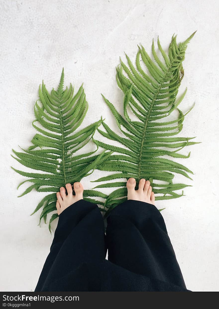 Two Fern Leaves Stepped by a Person