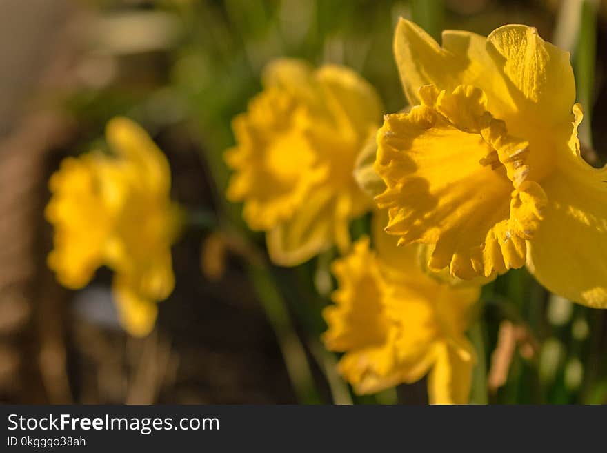 Yellow Flowers