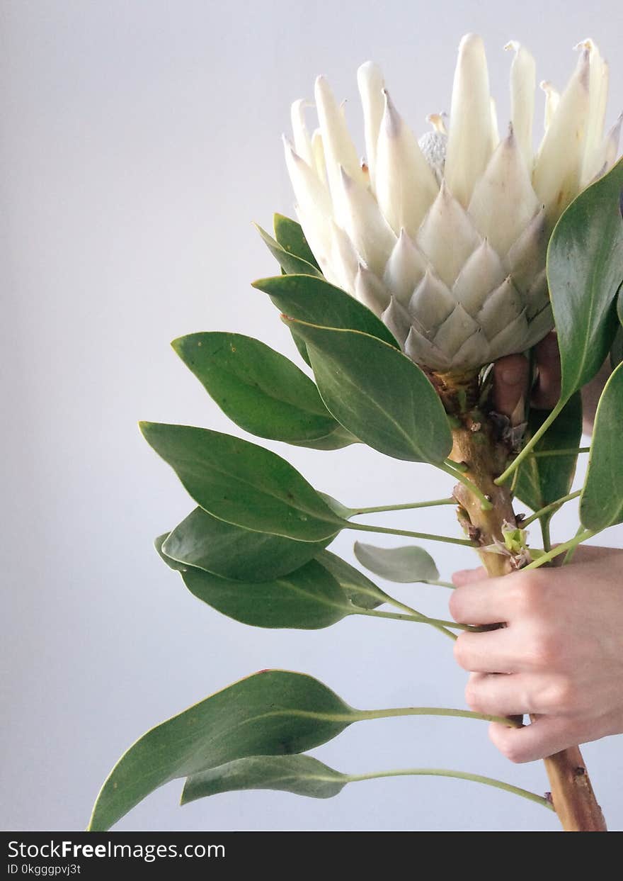 Person&#x27;s Hand Holding White Petal Flower