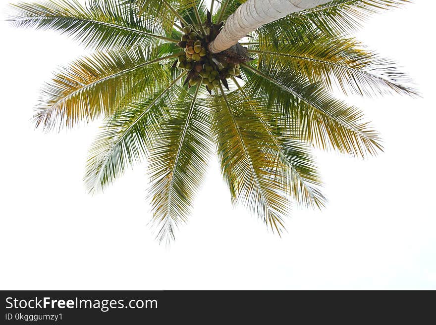 Worm&#x27;s-eye View of Coconut Tree