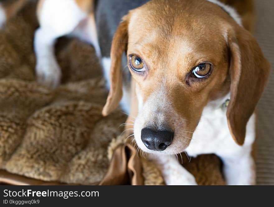 Brown, White, and Black Beagle