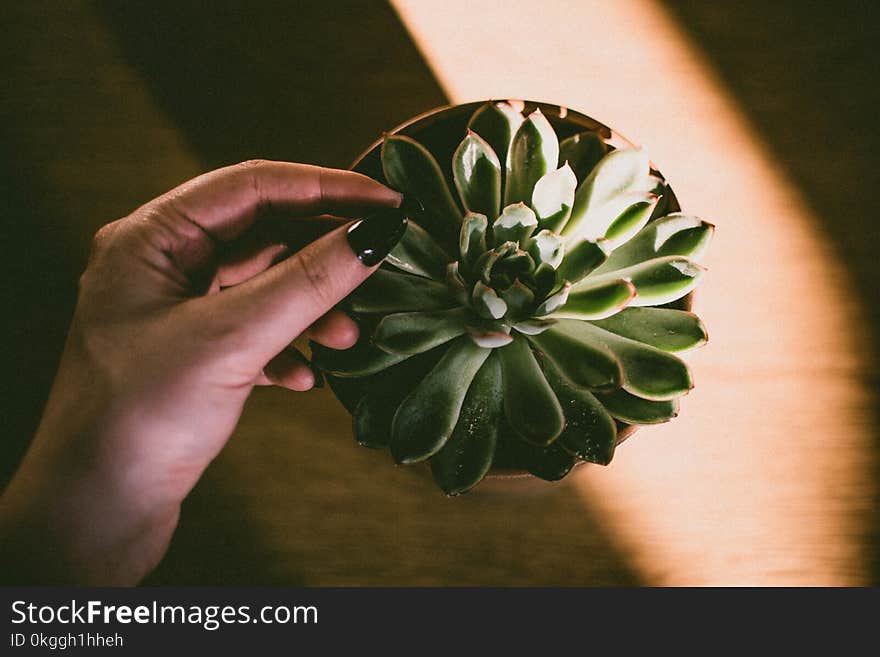 Closeup Photo of Brown Potted Green Plant