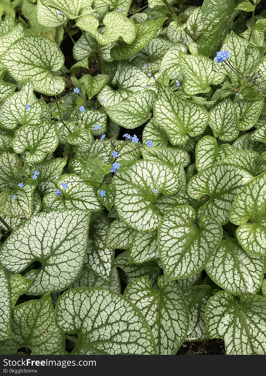 Green and White Leaf Plant