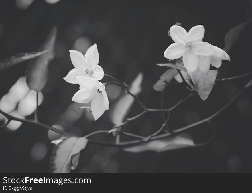 Grayscale Photography of Flowers