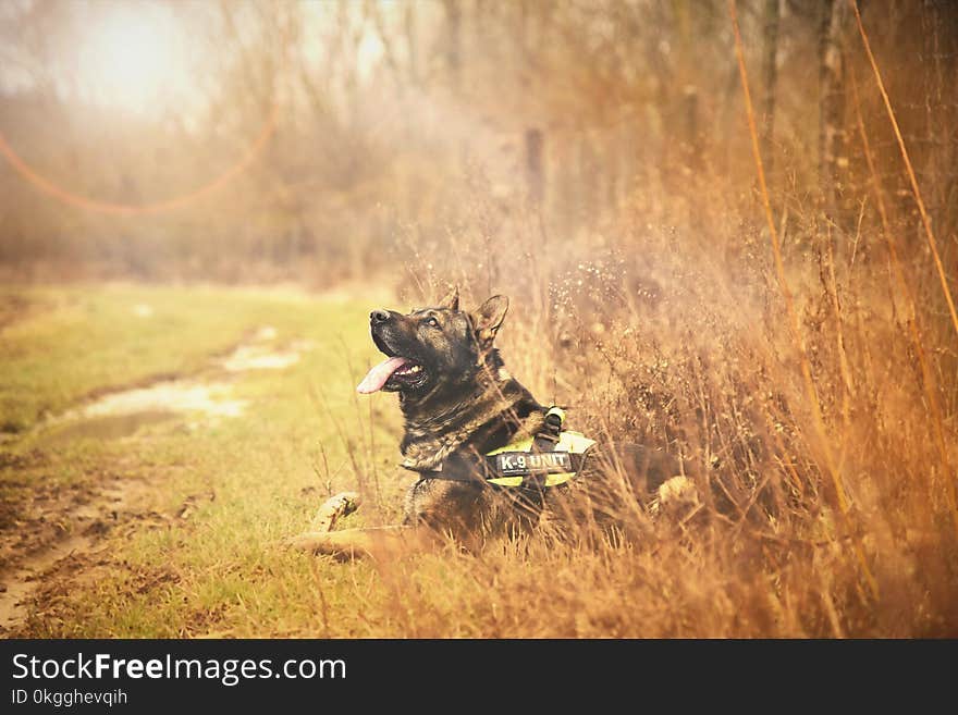 Tilt Shift Photo of an Adult German Shepherd