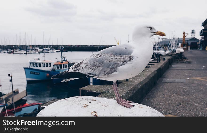 Photo of White and Gray Seagull Bird