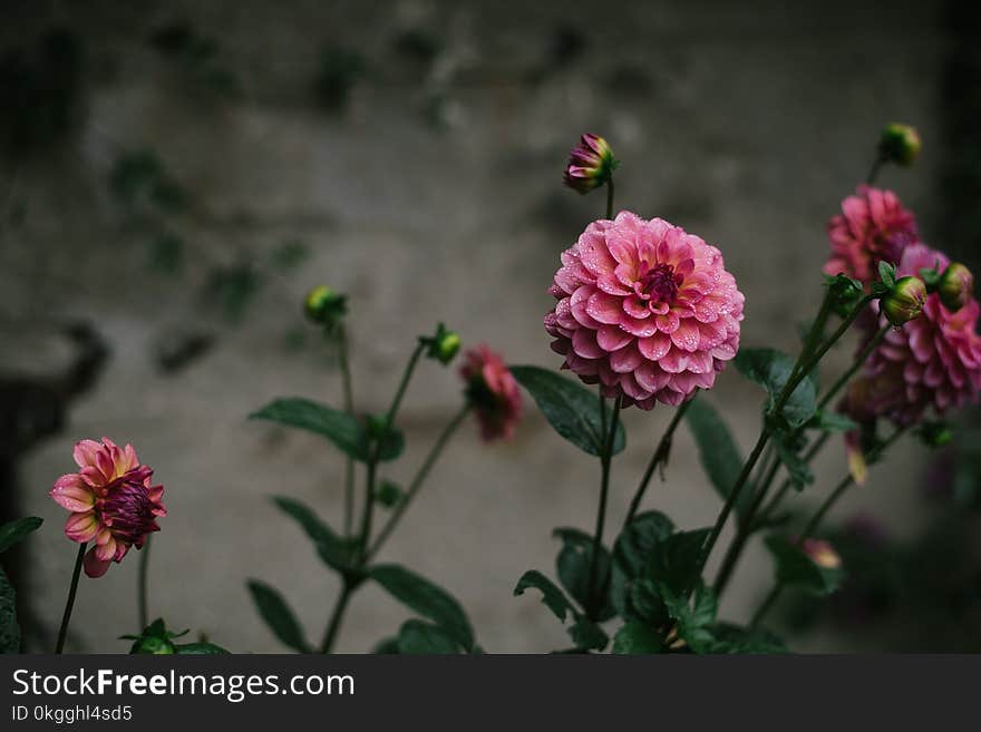 Purple Flowers