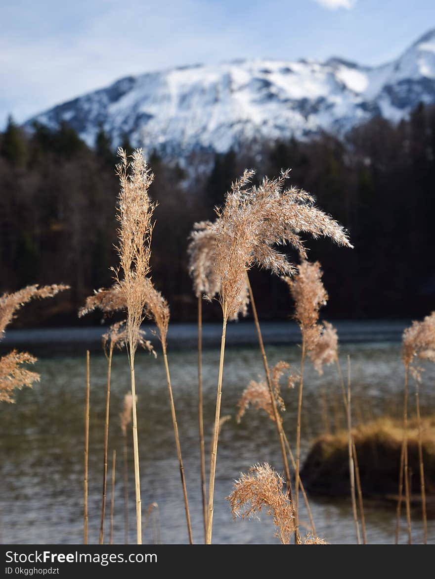 Brown Feather Plant With White Mountain Background