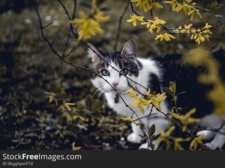 White and Black Cat