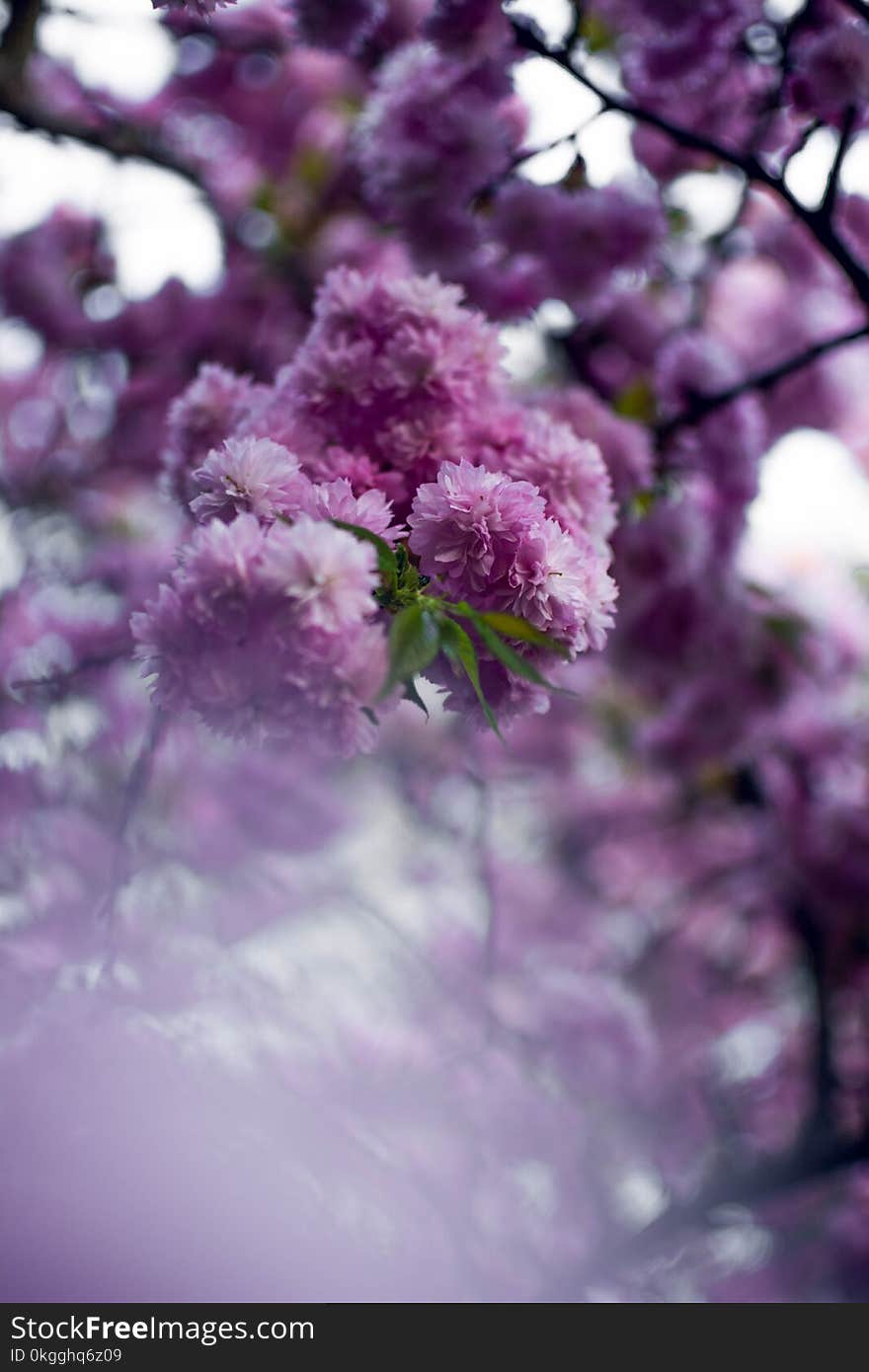 Closeup Photography Purple Clustered Flowers