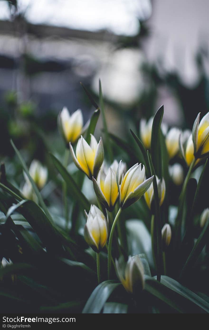 Close Up Photo of Yellow and White Flowers