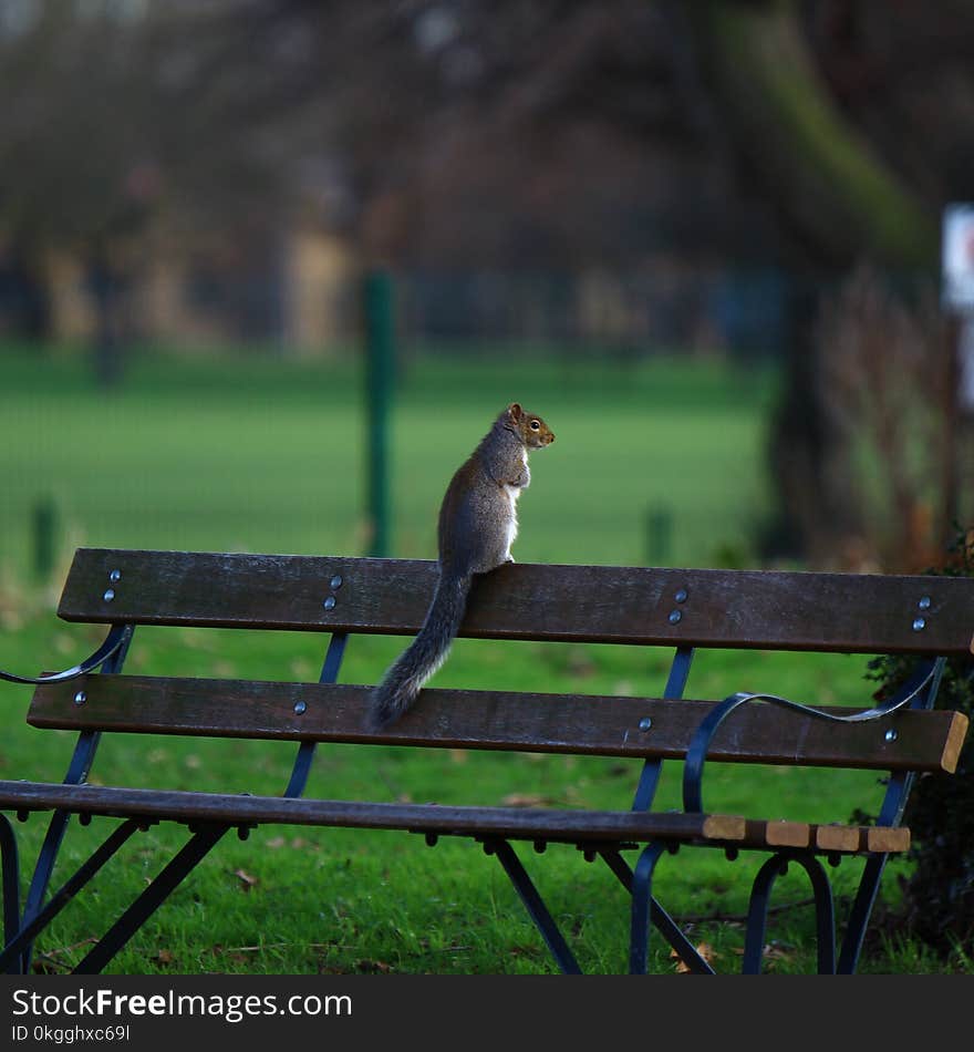 Brown Squirrel on Brown Wooden Bench