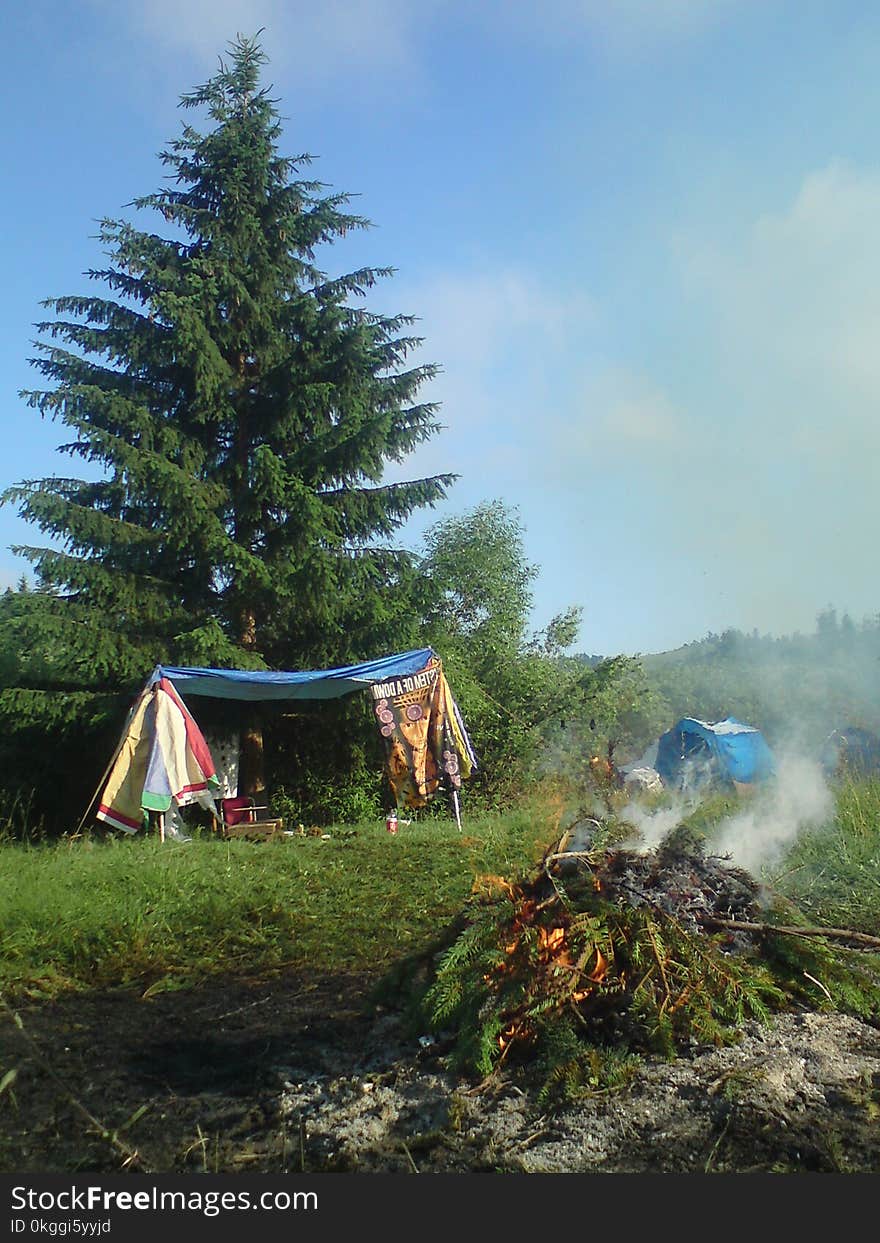 Photo of Pine Tree Leaves Bonfire