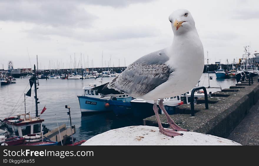 White and Gray Gull on White Surface Under White Cloudy Sky at Daytime