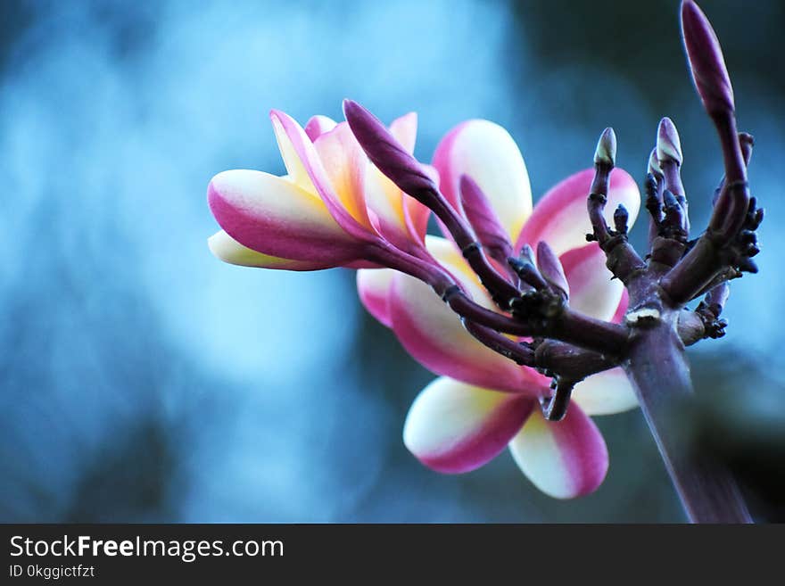 White and Purple Petaled Flowers