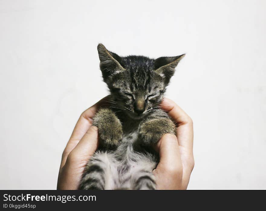 Person Holding a Silver Kitten