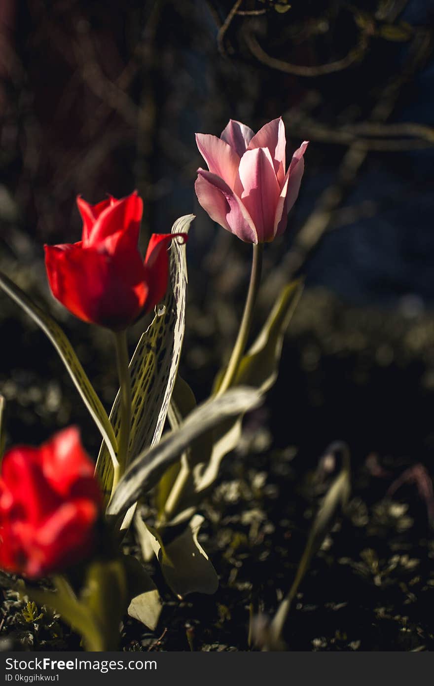 Pink and Red Tulips Closeup Photography