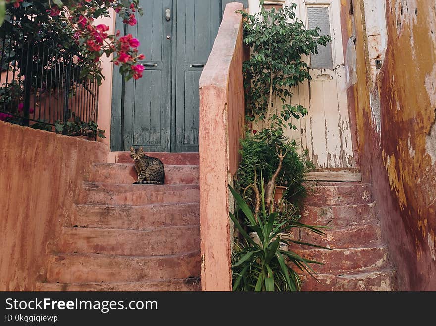 Brown Tabby Cat on Brown Stairway With Pink Bougainvillea