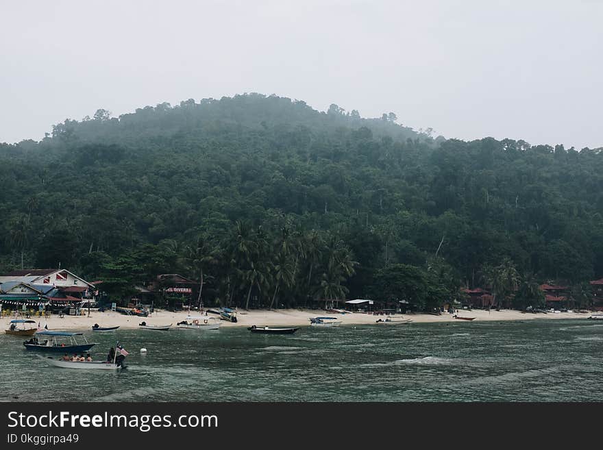 Green Tree and Beach Waters