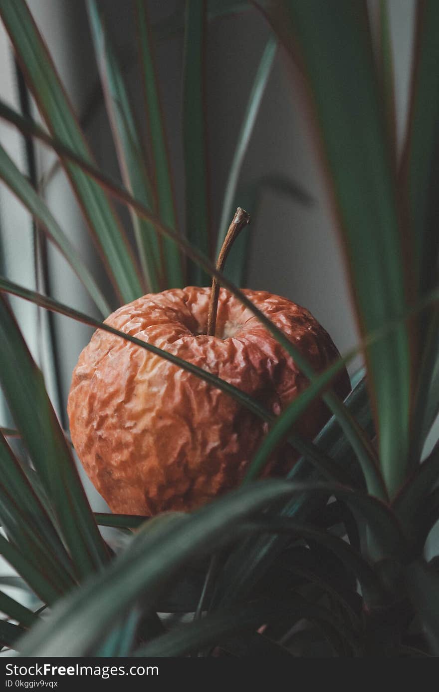 Selective Focus Photo of Brown Fruit