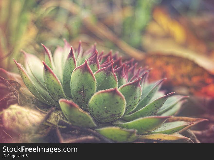 Green Succulent Plant