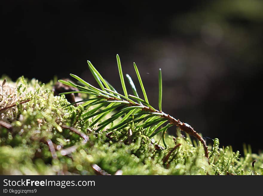 Selective Focus Photography of Plant