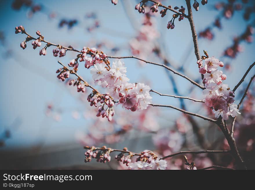 White and Pink Flowers