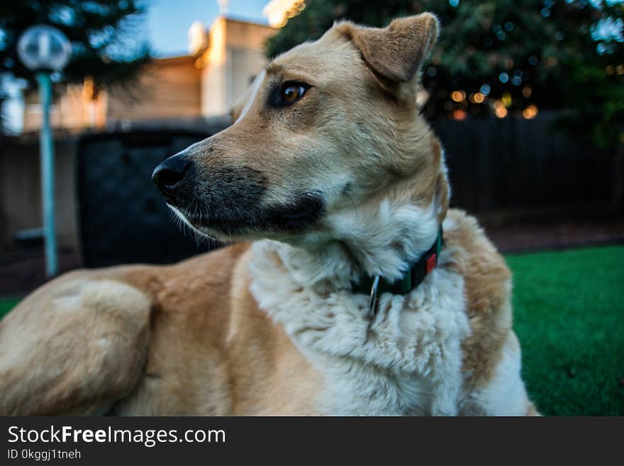 Close Up Photo of Tan and White Dog