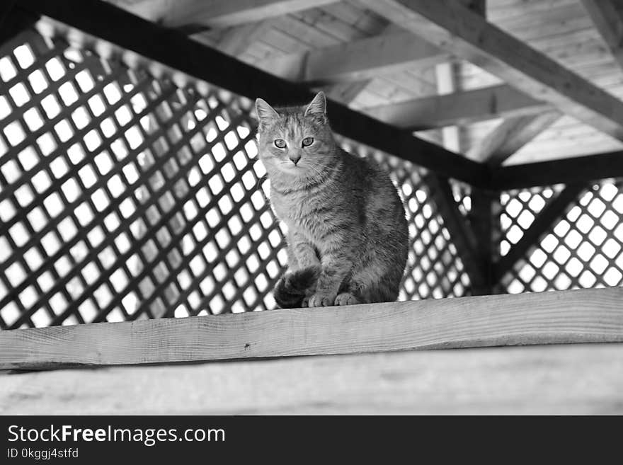 Grayscale Photography of Cat Sitting on Top of Wooden Panel