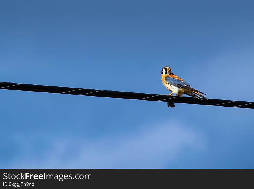 Blue and Orange Bird on Cord