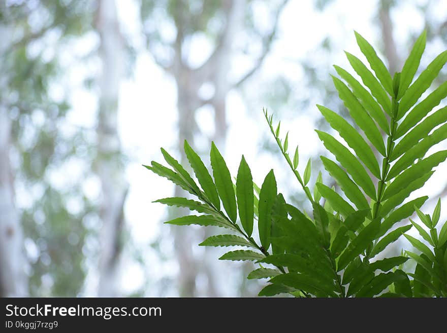 Selective Focus Photography of Green Leaf