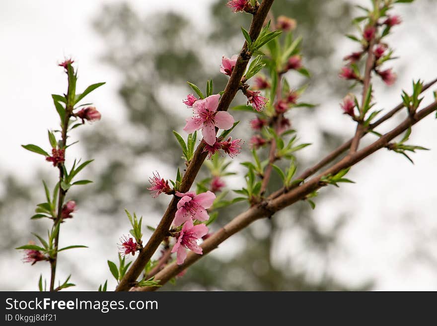 Shallow Focus of Pink Flowers