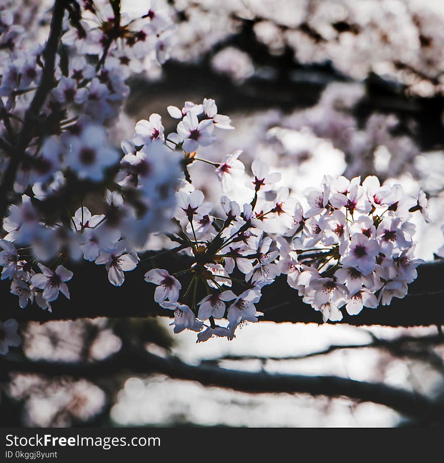 White Flowering Tree Selective Focus Photography