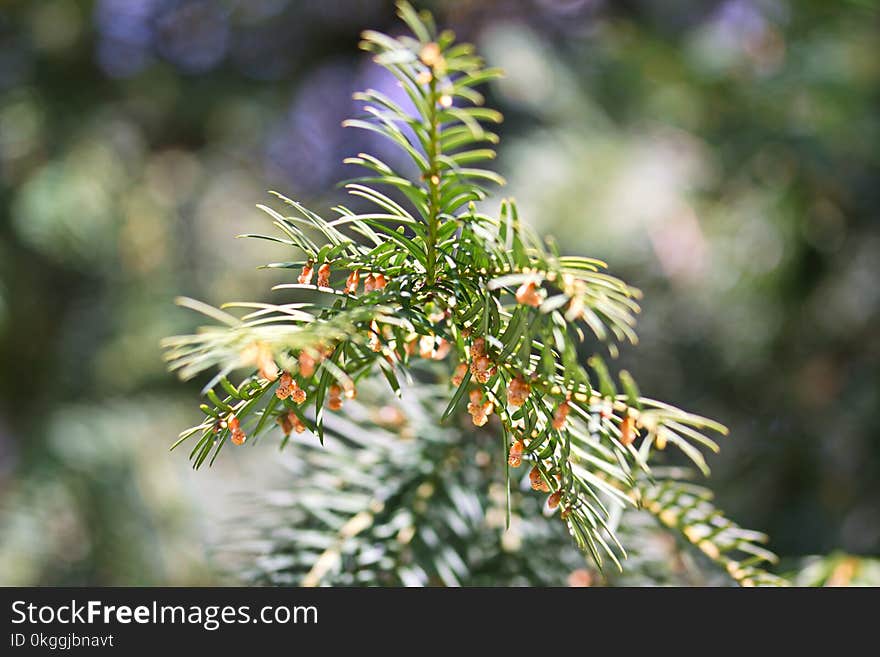 Closeup Photo of Thorn Leaf Plant