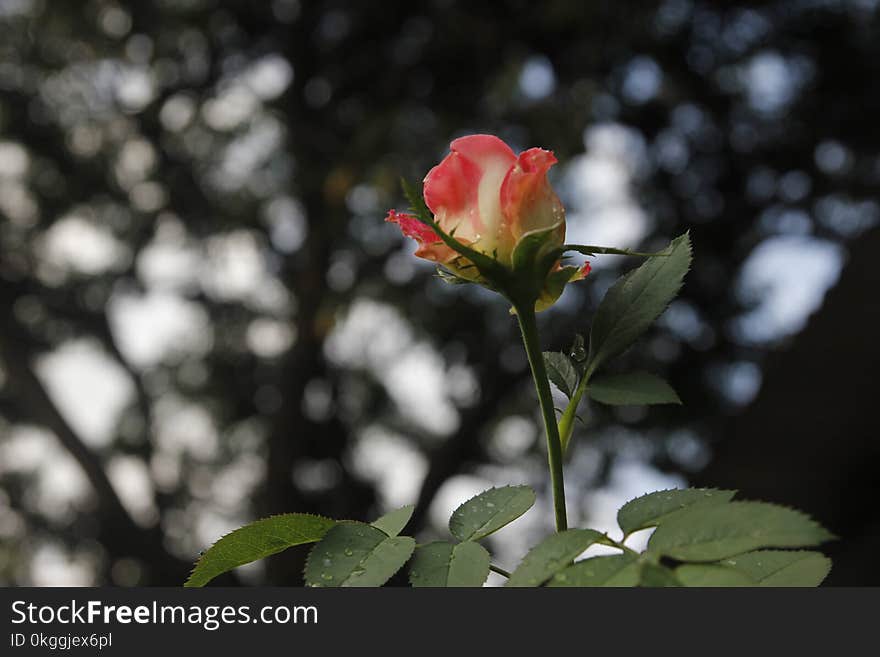 Pink Rose Blooming