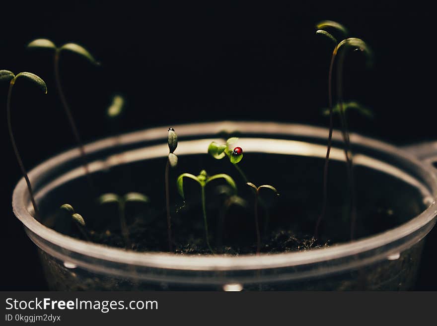 Green Plant on Clear Cup