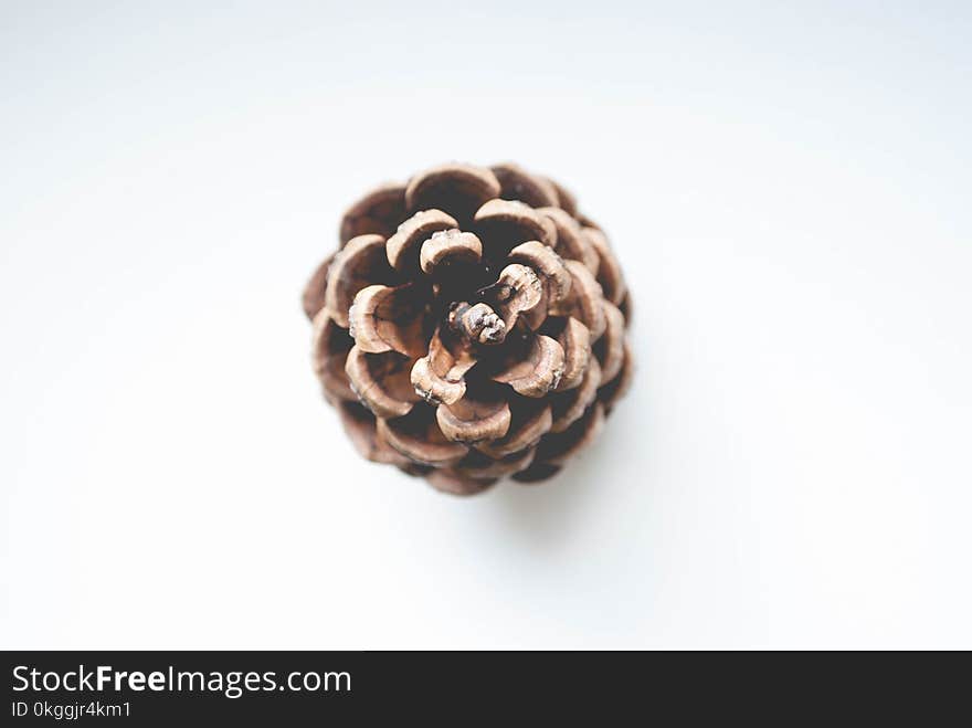 Shallow Focus Photography of Brown Conifer Cone