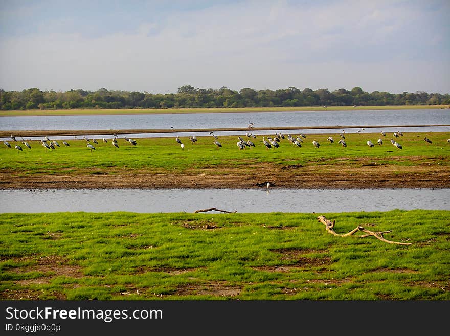 Lake Near Farm