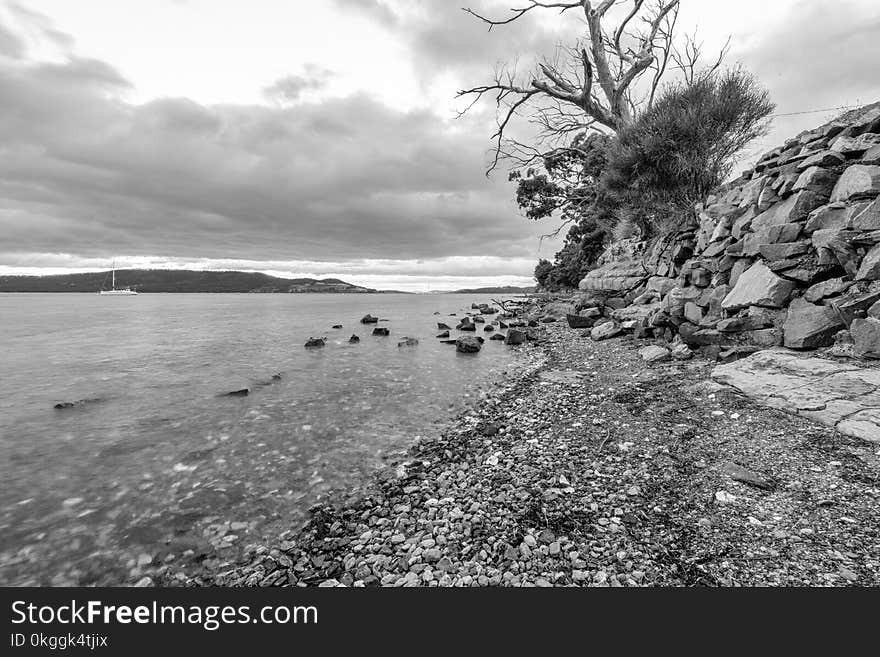 Grayscale Photography of Bare Tree Beside Body of Water