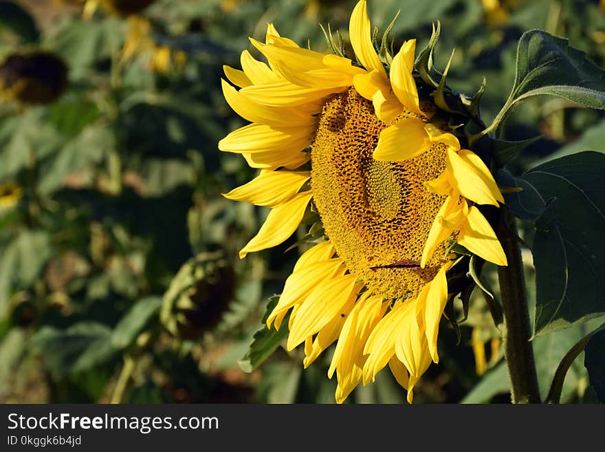 Selective Color of Sunflower